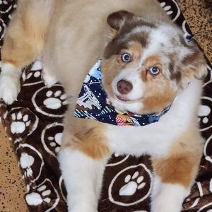 Meet your Posher, Donna